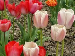 -上海植物园-4号门售票处