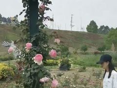 -都江堰玫瑰花溪谷