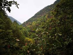 -秦岭风景区