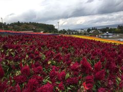 -富田农场