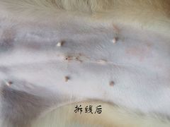 -乐琪宠物医院·犬猫专科·骨外科·急重症
