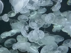-绿色星球动物主题公园