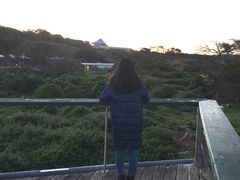 -企鹅岛