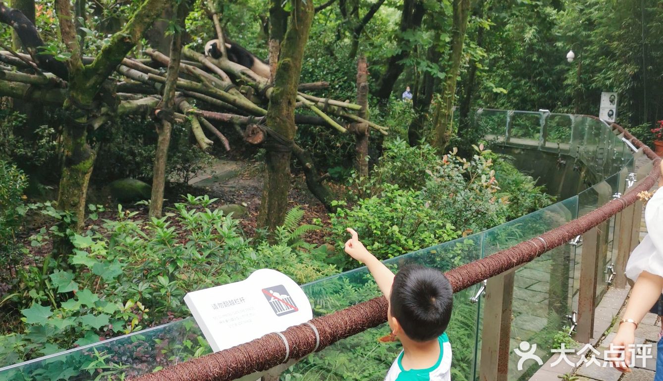 闯入熊猫🐼睡眠王国？[害羞]