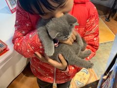 -糯米喵星人总部直营旗舰店·猫舍·幼猫出售