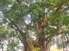 -大埔公路-马料水段香港中文大学(公交站)