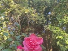 -广西壮族自治区药用植物园