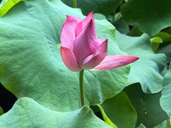 -花之城