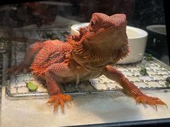 -酷以爬仙阁实体爬宠店·守宫·蜥蜴·专业繁育