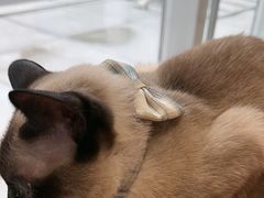 -藏猫猫咖啡主题馆(中央大道店)