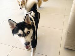 -怪兽屋·羊驼·猫咖·狗咖(俊华广场店)