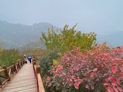 -大岭沟猕猴桃谷风景区