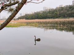 -月湖风景区