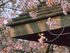 -顾村公园