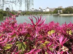 -杏花村文化旅游区