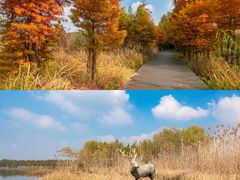 -溱湖国家湿地公园