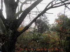 -祁门牯牛降观音堂风景区