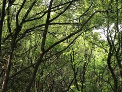 -苏州上方山国家森林公园