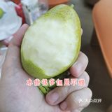 秋天来一个香梨吧[调皮]