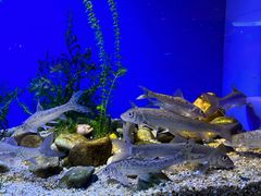 -上海海洋水族馆