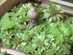-金陵花卉交易市场
