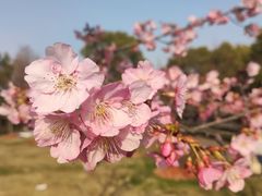 -顾村公园