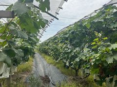 -马陆小张葡萄园农家乐