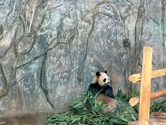 -深圳野生动物园