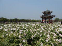-曹州牡丹园
