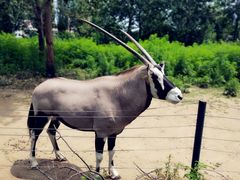 -大连森林动物园