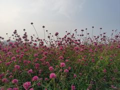 -径山花海