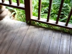-西双版纳原始森林公园