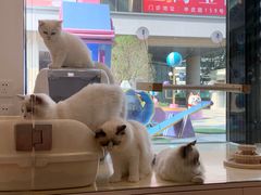 -momokira米努特·德文卷毛猫·棉花面纱犬
