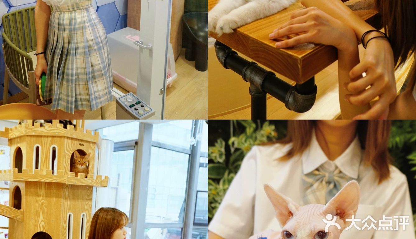 北京探店｜猫咪后院实现撸猫自由🐱