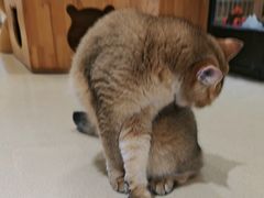 -藏猫猫咖啡主题馆(中央大道店)