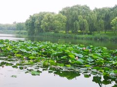 -南海子公园