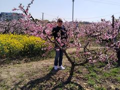 -南汇桃花村