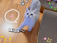 -猫大福·Fortune Cat猫舍(百子湾店)