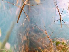 -上海大自然野生昆虫馆(东方明珠·爬宠昆虫探索中心)
