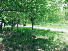 -洛阳郁金香牡丹园