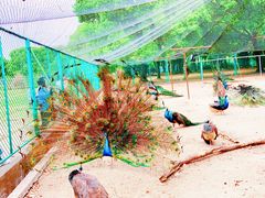 -苏州上方山国家森林公园