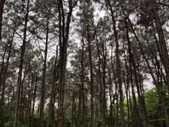-象山森林公园