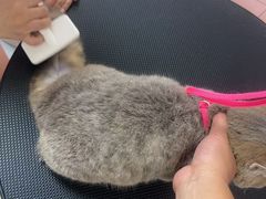 -唐小姐の私宠·宠物洗护美容·撸猫馆·购宠(周浦万达旗舰店)