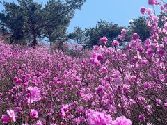 -青岛大珠山景区