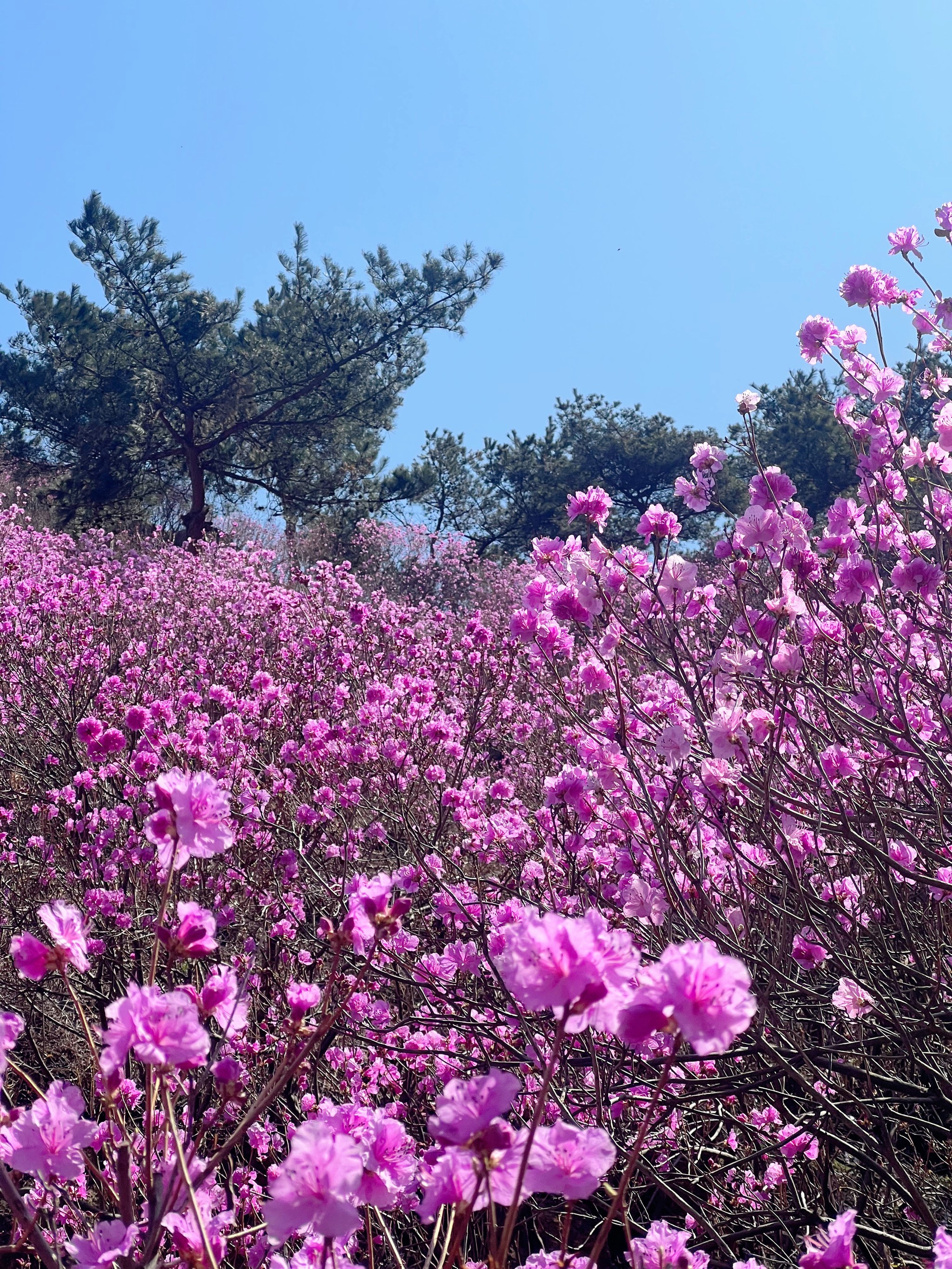 大珠山花期图片