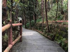 -铁山坪森林公园