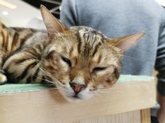 -猫和宫(六道口店)