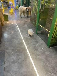 -神奇动物撸宠馆·羊驼·小浣熊·异宠(豫园店)