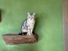 -猫猫幼稚园·撸猫·桌游·电玩