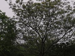 -华侨城湿地公园